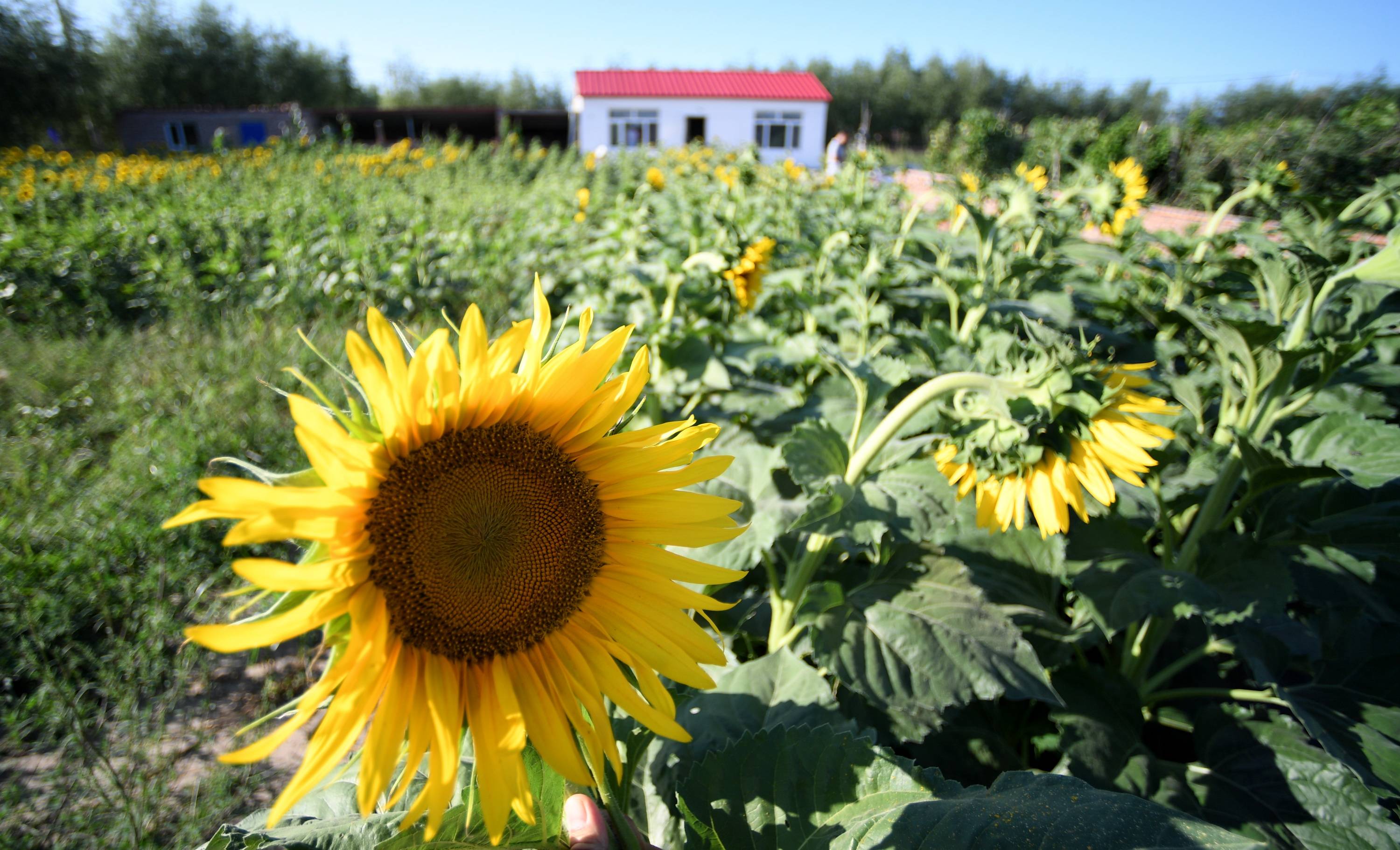京蒙|精准助力农牧民脱贫