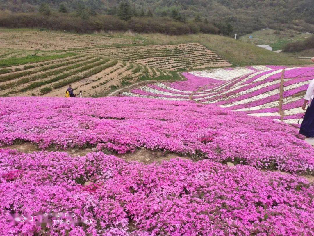 巫溪红池老总_巫溪红池坝(3)