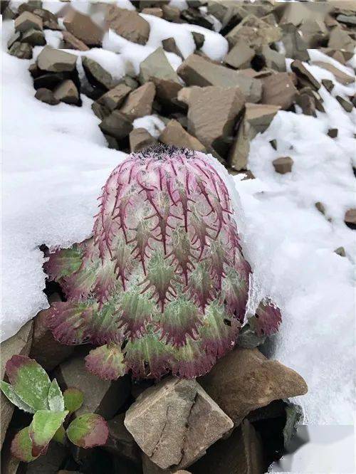 你在白马雪山见过雪兔子吗?_植物