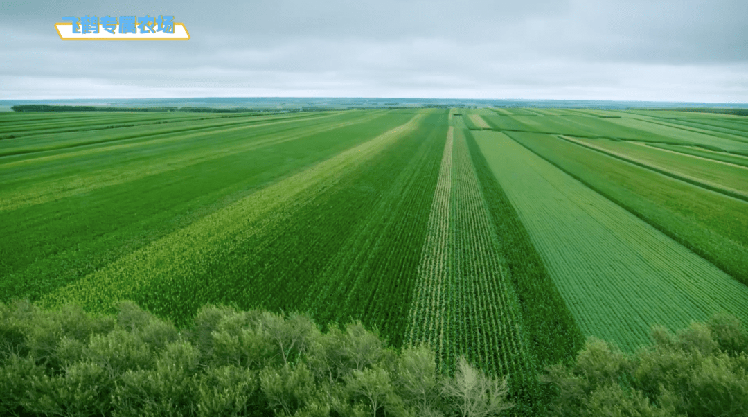 奶粉|看看咱们自己的飞鹤标准！新鲜在身边 | 飞鹤&中亿孕婴云溯源