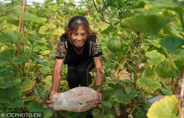 黔西|贵州黔西：南瓜丰收农家乐