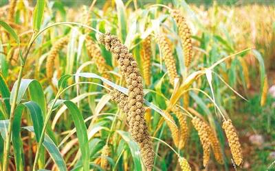 种植|秋来山村 风景好