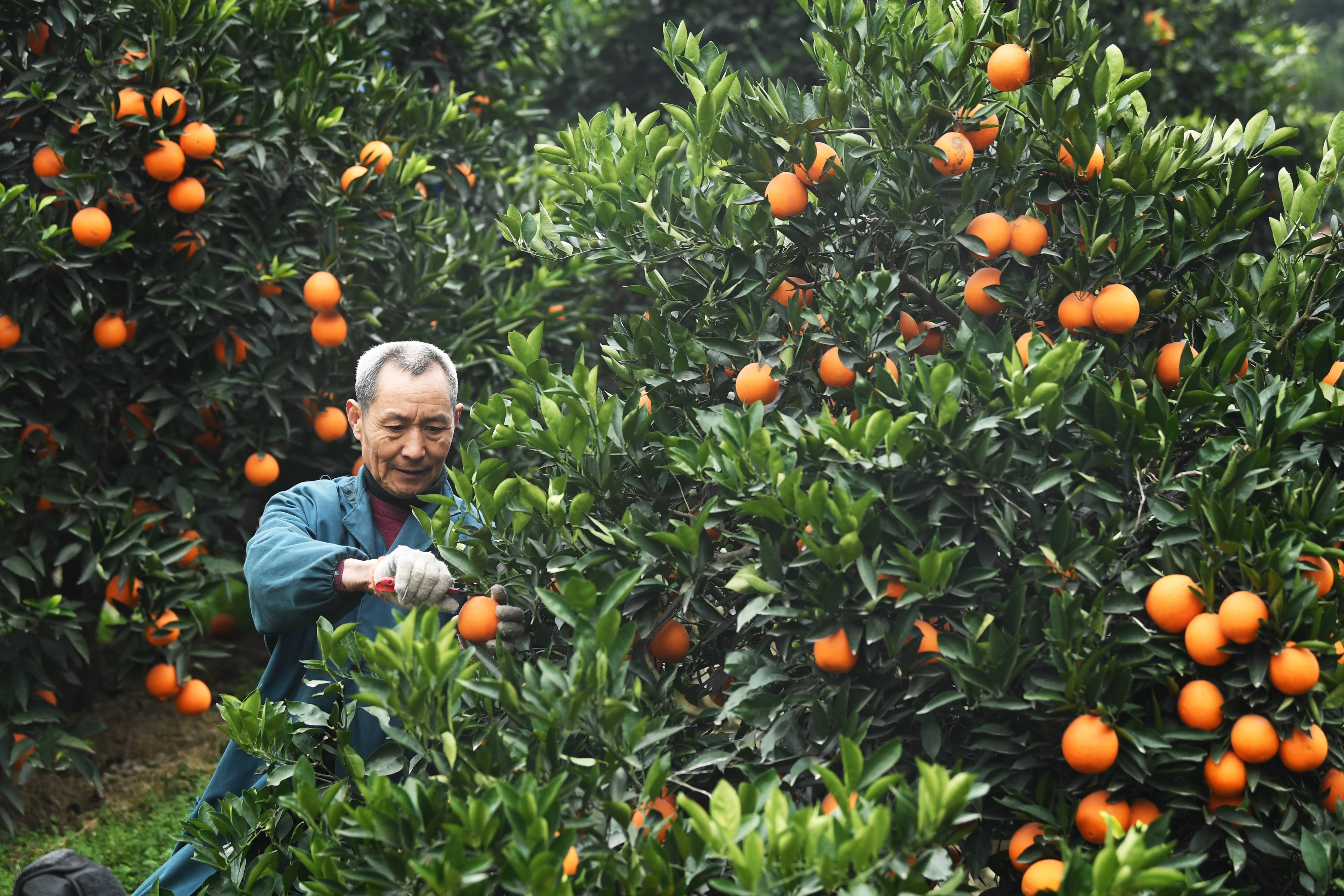 重庆市奉节县白帝镇黄连村村民在果园里采摘脐橙(2019年2月13日摄).