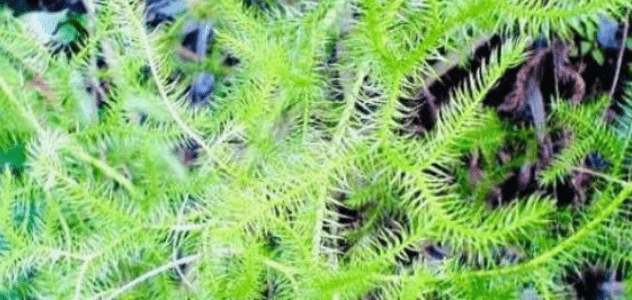 龙须草的功效与作用 6c5b15f71fda4038b5505b819fa5b0a4.png