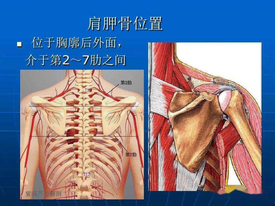 解剖肩关节应用解剖