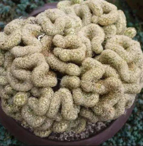 花竟然|稀世奇花终于开了！