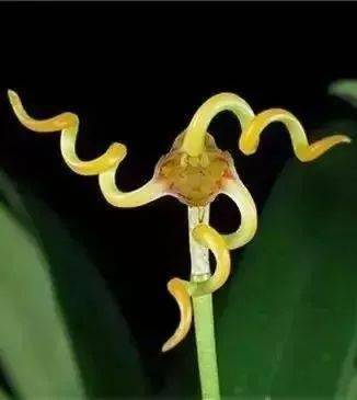 花竟然|稀世奇花终于开了！