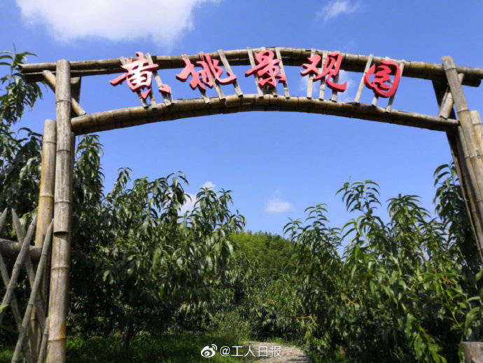 神山村|“村里有奔头了，年轻人都回来了”