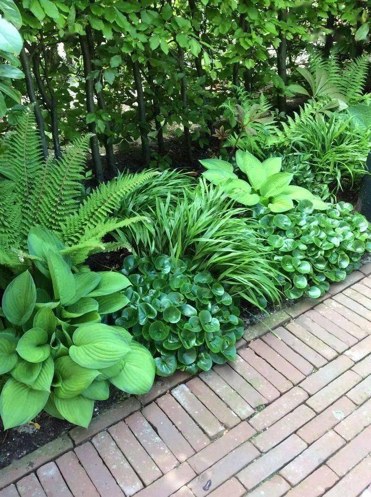 庭院里的阴处怎么办这里给你支招附10种常用耐阴植物