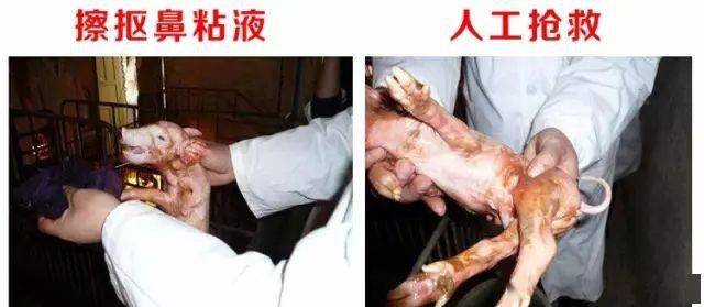 四步让假死仔猪起死回生!