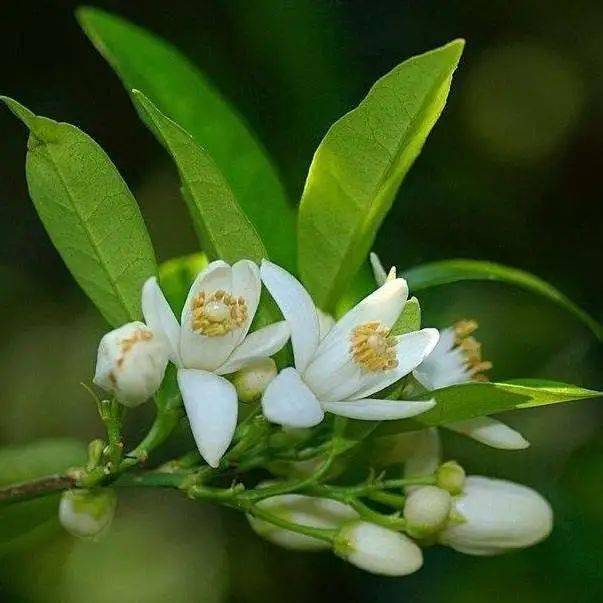 皮肤|白到发光的张雨绮性感冲出屏幕!这次成了“直女斩”