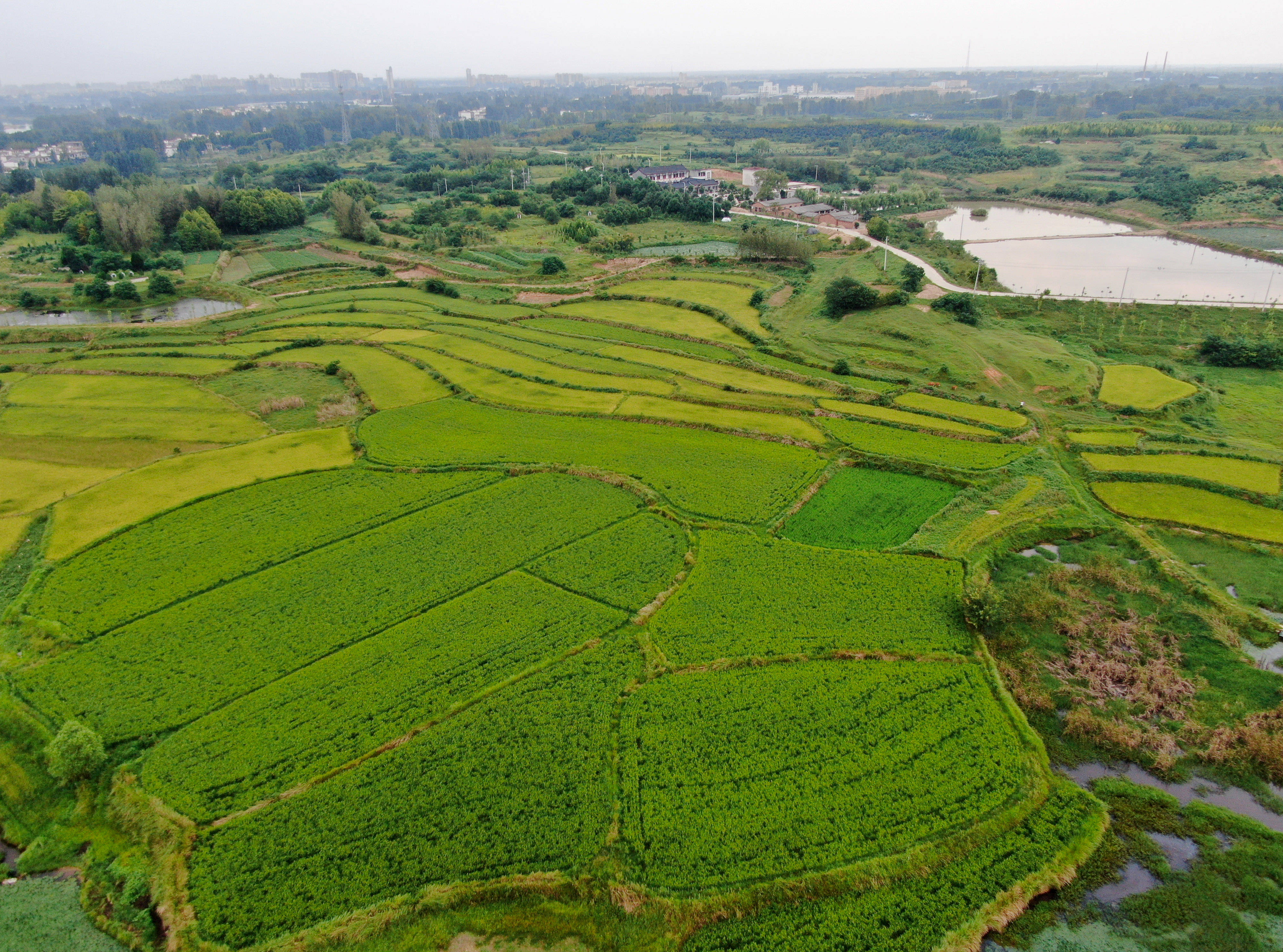 乡村稻田"调色板"