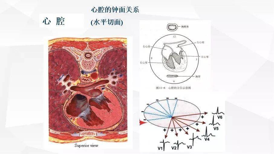 心脏激动与ecg