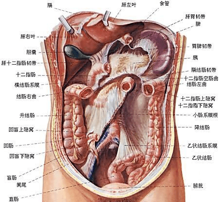 小肚子|2020女性体重标准表曝光，病态审美有多可怕！