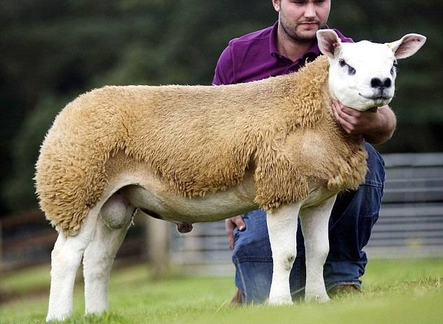 世界上最贵的羊！英国一只羊拍卖会上36.5万英镑成交