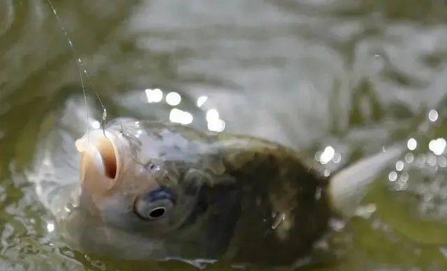 新手|灵活掌握后，就算新手渔获也会有大不同钓鱼其实就这2个技巧
