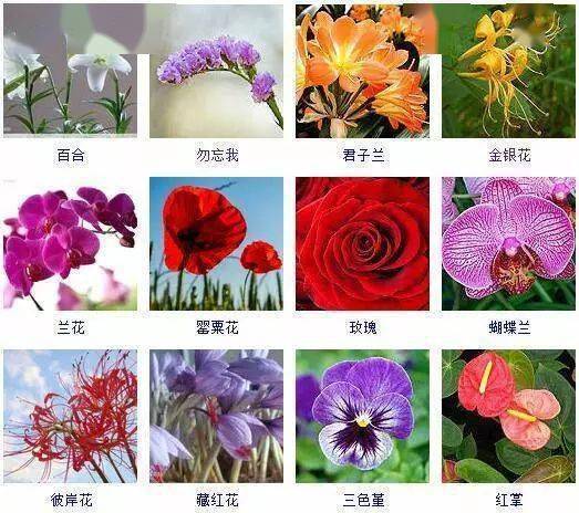 收藏| 432种观花植物品种图鉴,看图就识花!