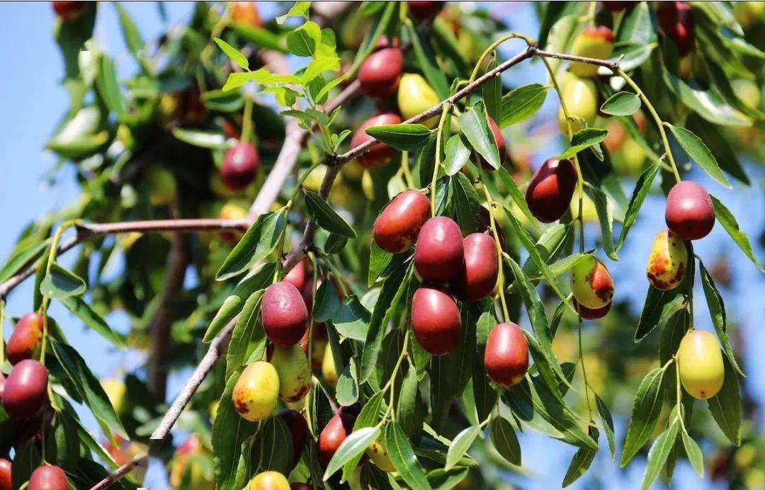 口感|12种口味征服你挑剔的味蕾！帮你扔掉垃圾食品！健康营养的综合果蔬脆