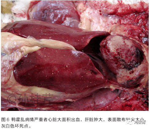 6,禽弧菌性肝炎