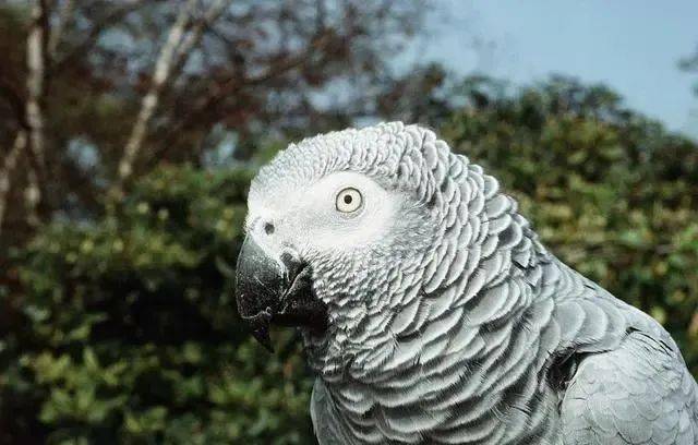 鹦鹉智商排名_鹦鹉品种智商排名前十(3)