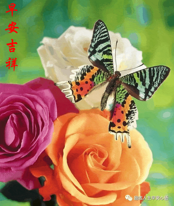 2020829周末愉快《早安心语》