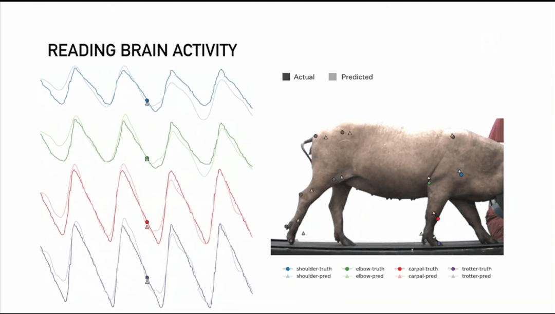 马斯克|马斯克直播用猪展示脑机接口