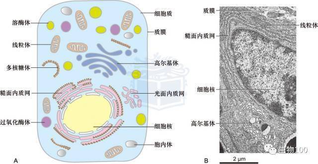 来围观下这四类细胞器——过氧化物酶体,乙醛酸循环体,脂滴,胞内体