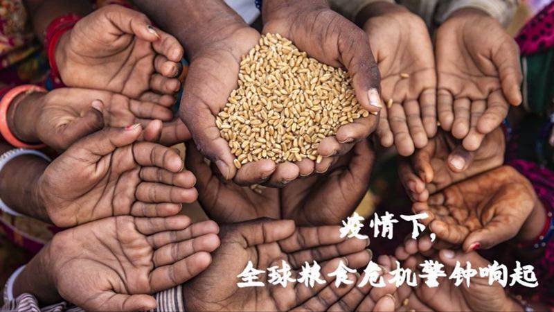 视频|【青声视语】数据辟谣国内“粮荒”论，网民：不心慌了！