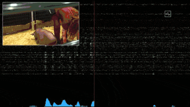 马斯克|马斯克将芯片接入猪脑！说可以存储、下载记忆，网友：可怕…