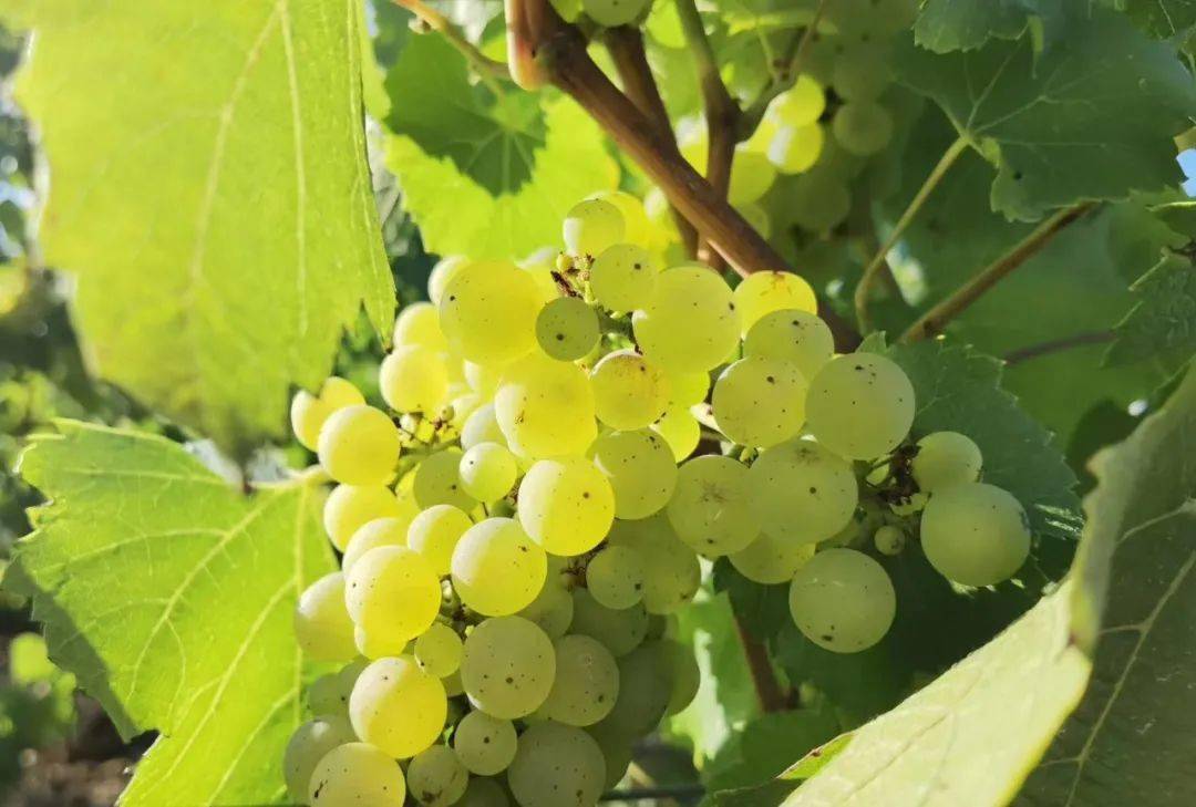 类型|酒标解析II | 如何从酒标上读懂香槟类型？