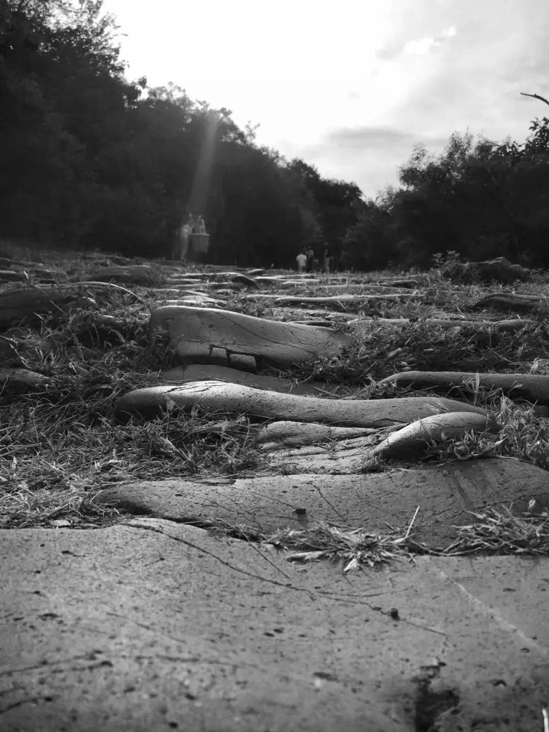 梦境解析,公园里的静谧与死蛇的隐喻——探索潜意识中的安宁与释放 梦境解析,公园里的静谧与死蛇的隐喻——探索潜意识中的安宁与释放