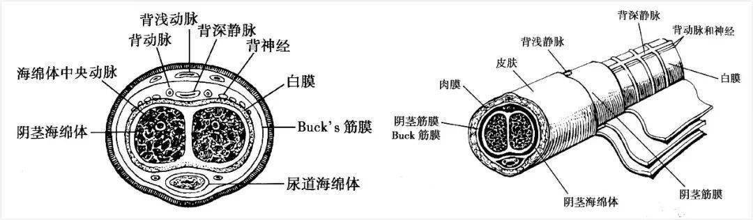 只不过内胎里的是空气,而白膜里的是充血的海绵体.