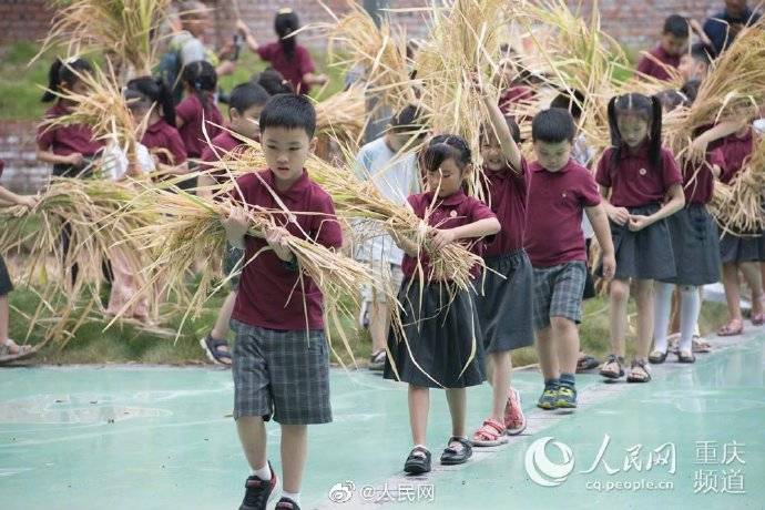 谷子|重庆开学第一课老师带小学生打谷子