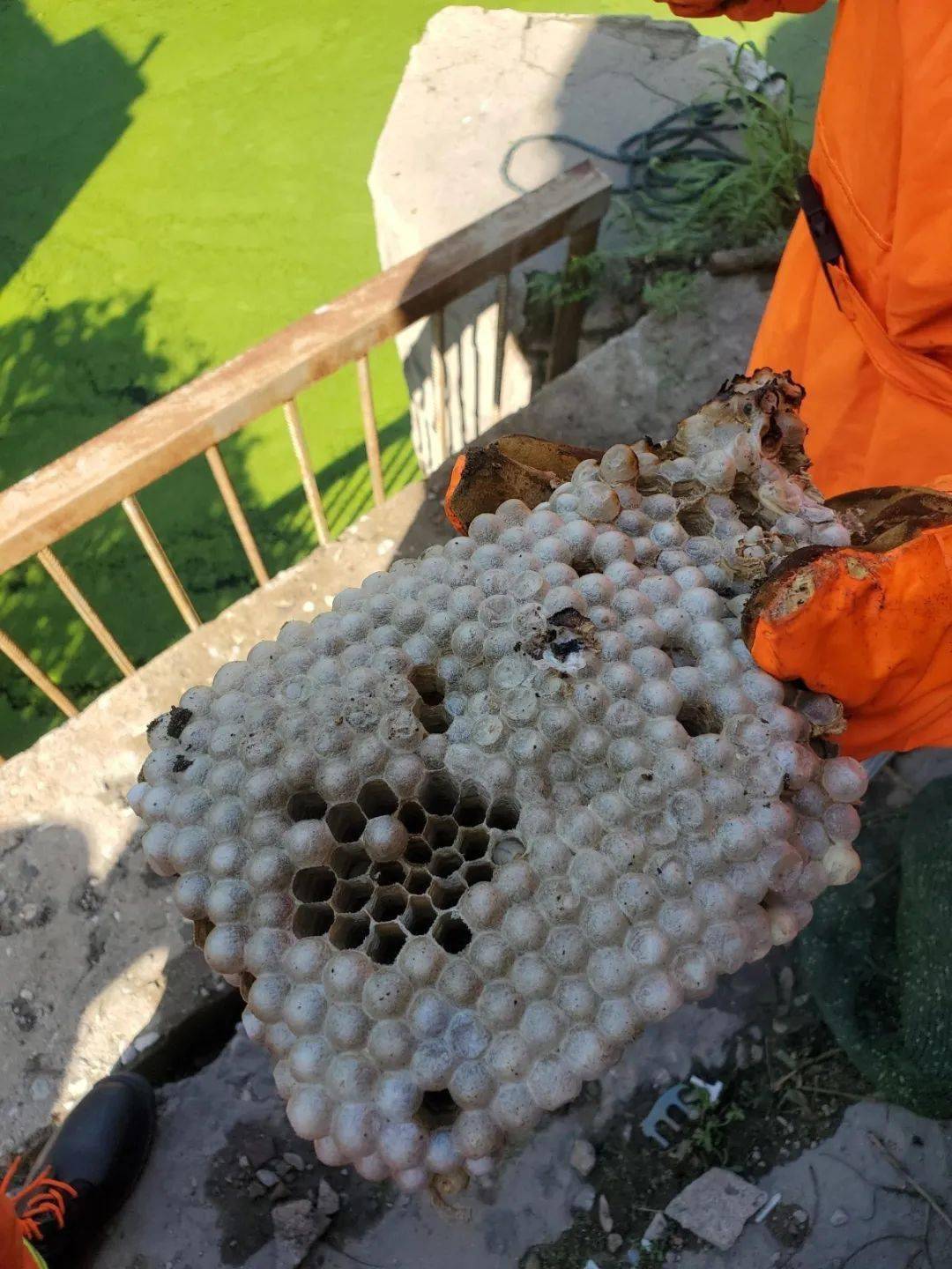 入秋马蜂最蜂狂蓝朋友摘除年度最大蜂巢