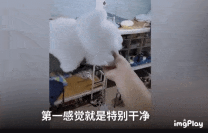 女生宿舍|当高校男生搬进了女生宿舍……