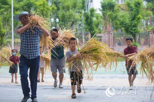 青禾|别样“开学第一课”，下田“打谷子”！