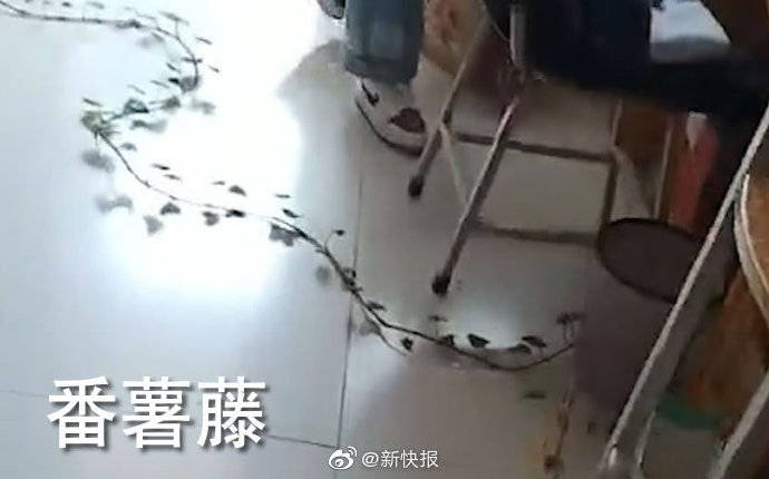 红薯|鸟窝、辣椒、红薯藤..好久不见的宿舍 ,推开门后惊呆了!
