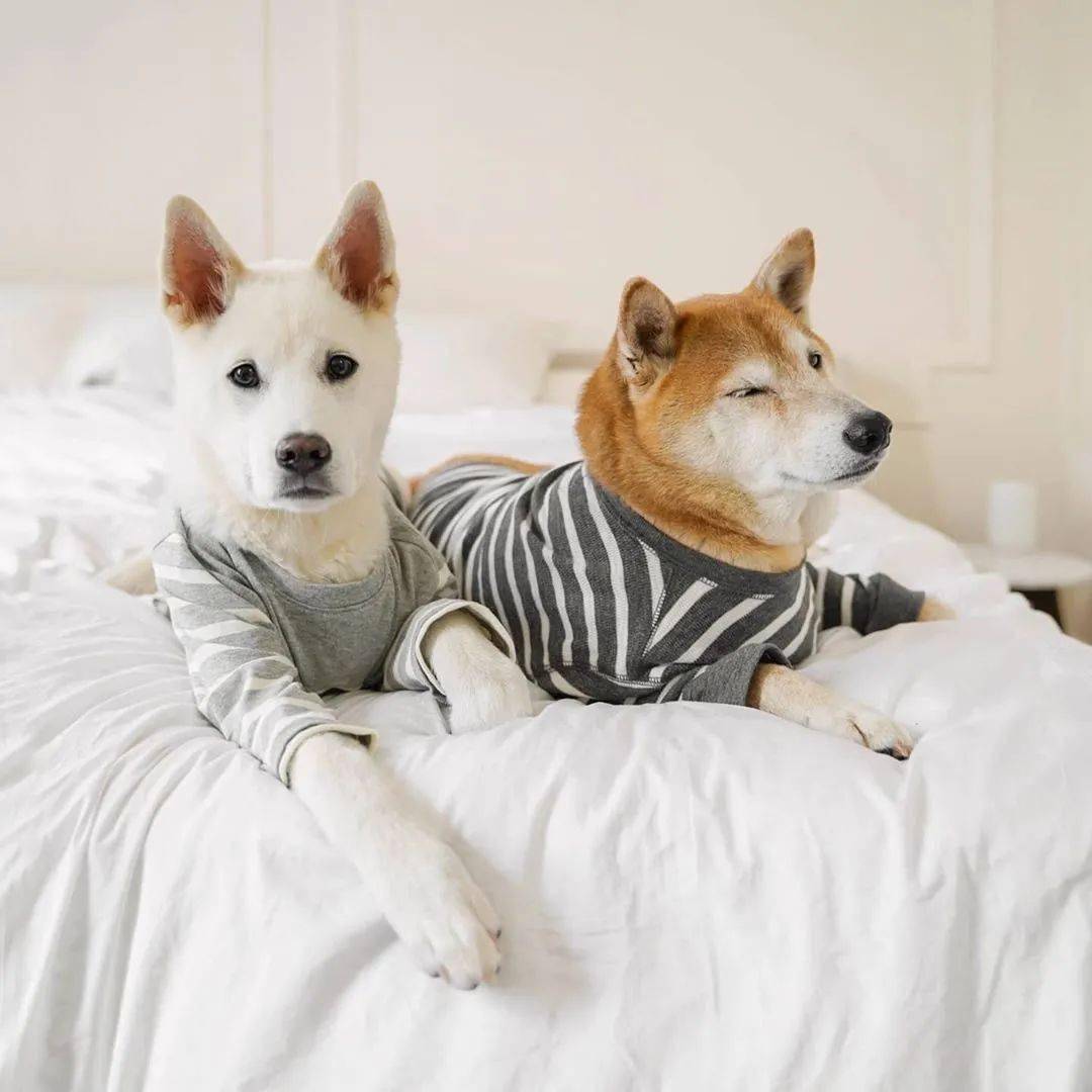 时尚|家住纽约、年仅四岁、年入百万？！？柴犬Bodhi实乃狗中富贵花