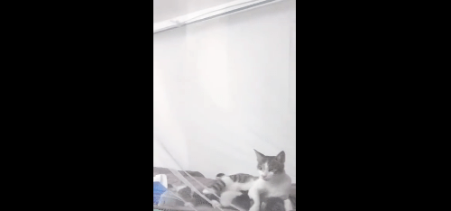 寝室|湖南俩大学寝室惊现大蜂巢，马蜂密密麻麻！同学“含泪”分享美味(视频)