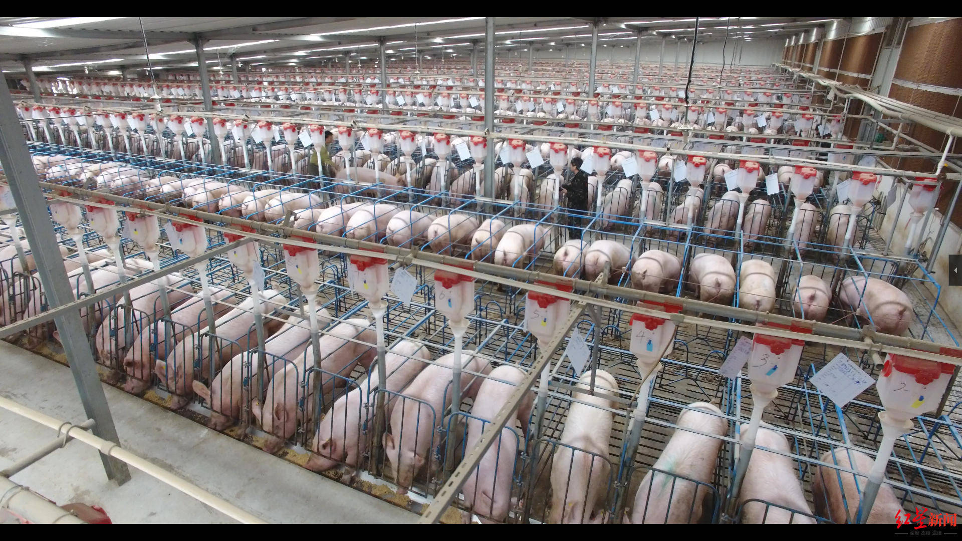 金字塔|九成仔猪姓“洋” ，破题金字塔顶端之困，“猪芯片”路在何方？