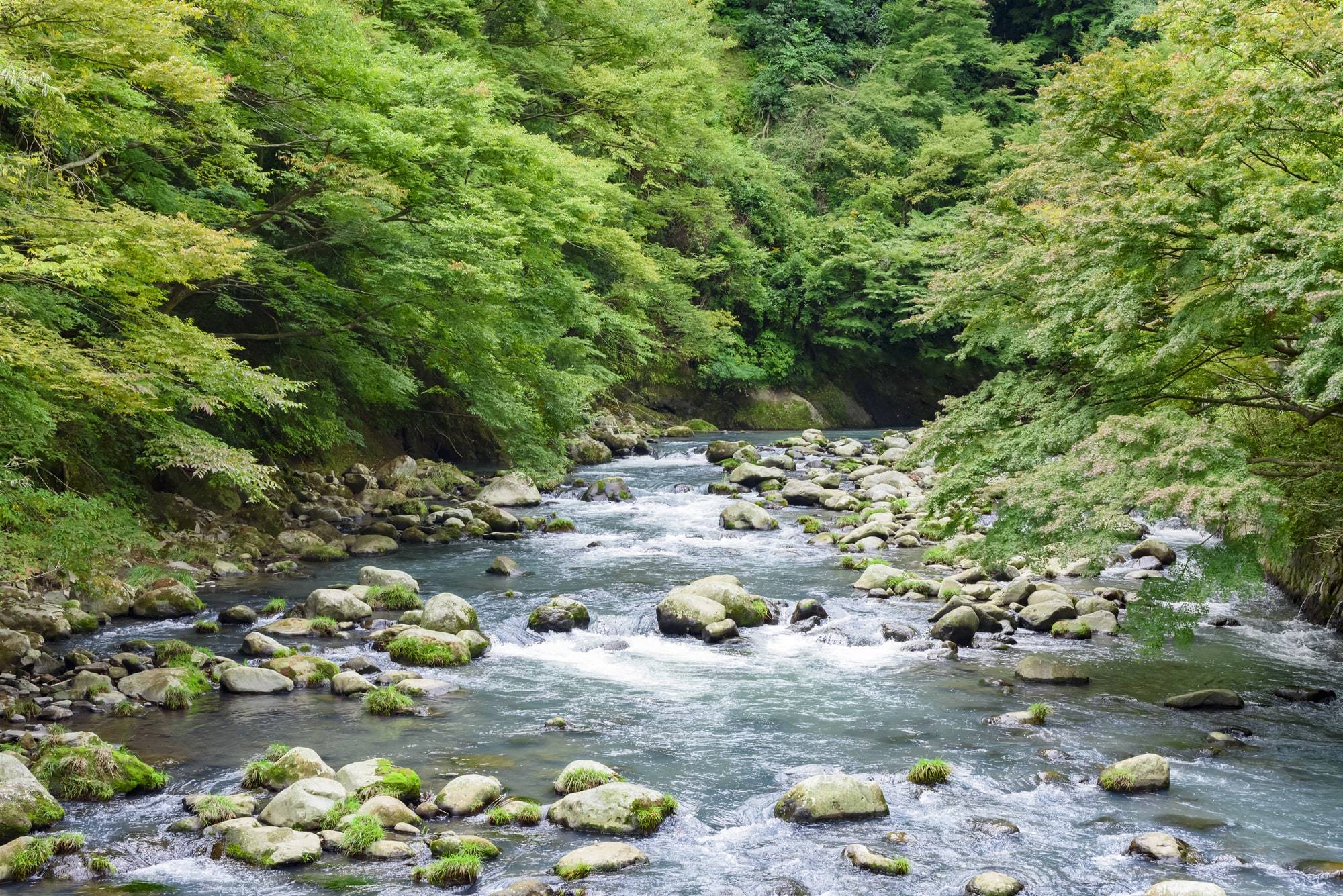 温泉|箱根的温泉那么有名，它们如何登上历史舞台?