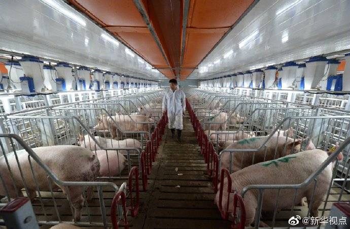 科技|“天蓬元帅”享受“黑科技”！养猪也可以这么潮？！