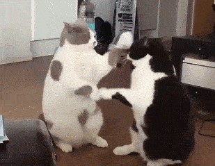 你家猫是擅长左手出拳还是右手开弓?