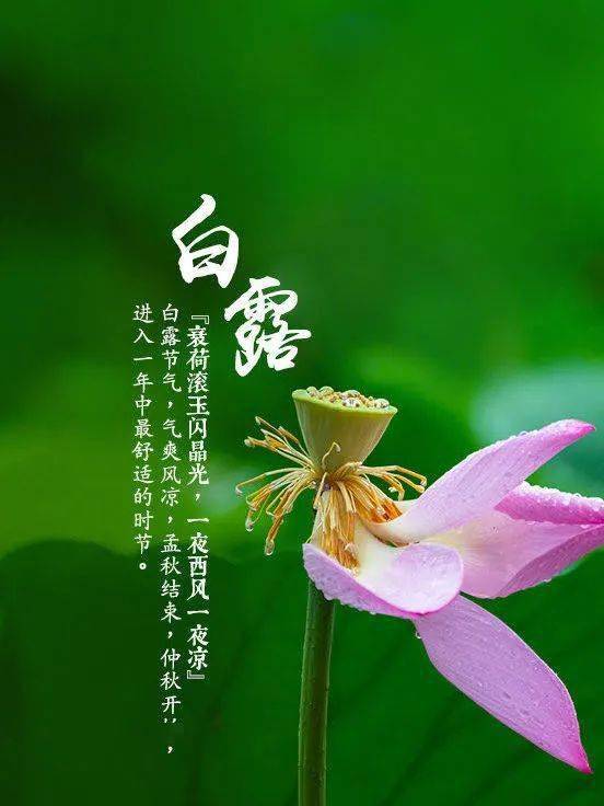 社会主义核心价值观主题教育活动丨【爱上简笔画】二十四节气 白露