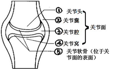 关节的特点结构牢固关节囊、韧带灵活关节软骨、滑液提示：脱臼----关节头