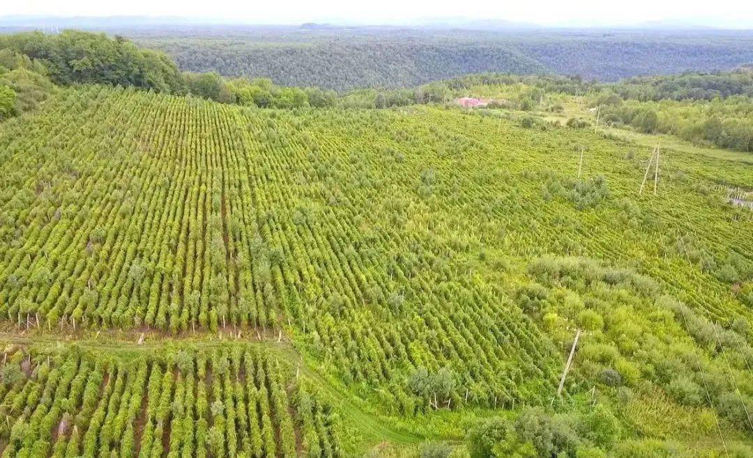 抚松县东岗镇经济总量_抚松县松江河镇规划图(2)