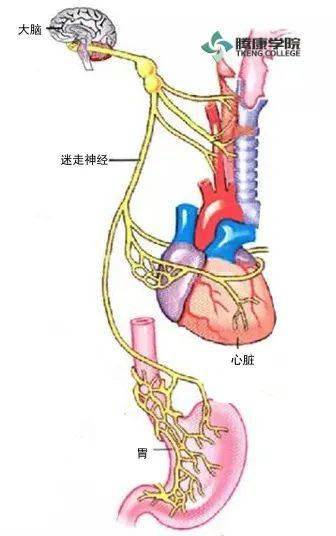 2.食道迷走神经为食管肌层提供敏感性和运动控制.