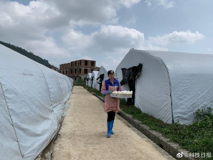 科技菌|一批批“科技菌”从大山里直供粤港澳大湾区