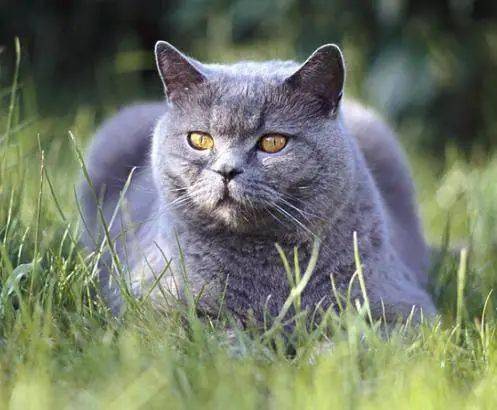 沙特尔蓝猫,会抓老鼠的"蓝宝宝",乖巧可爱有教养!