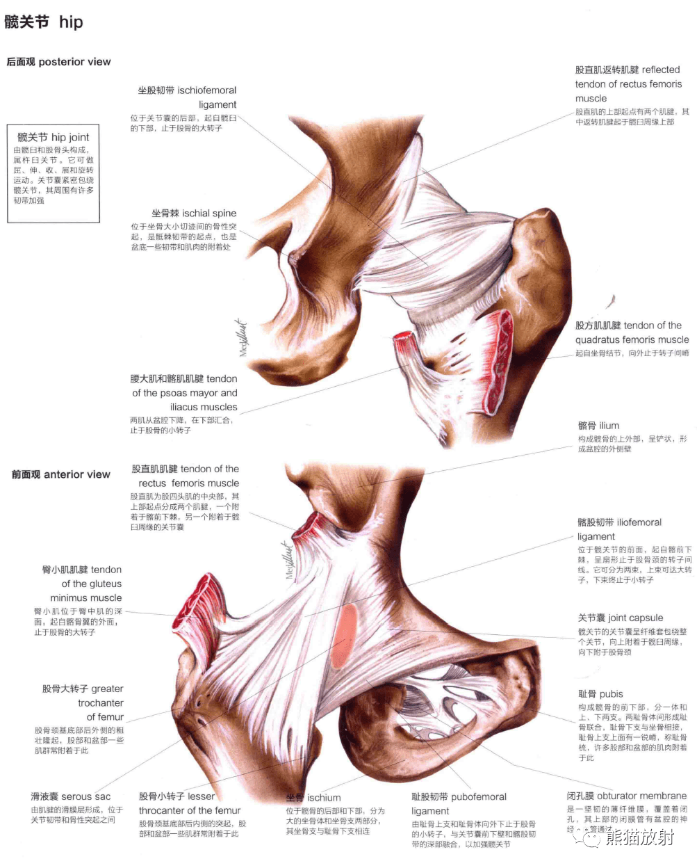 人体图谱丨关节joints